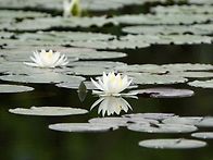 수련