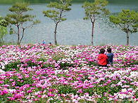 옥정호 작약