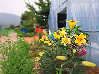 백합