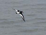 검은머리물떼새