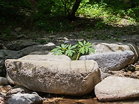 왜우산풀
