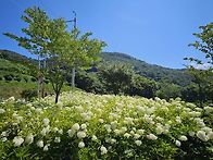 목수국