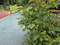 거지덩굴