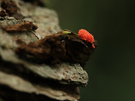 산딸기점균