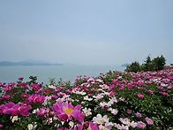 고흥 작약