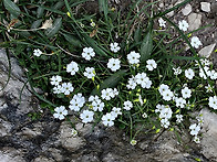 Heliosperma pusill..