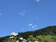 구절초