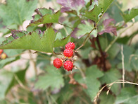 산딸기