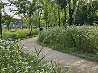 망초꽃밭