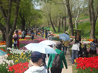튤립피크