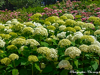 초안산 수국동산
