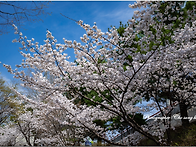 석촌호수 벗꽃길