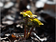 홍릉수목원 창경궁