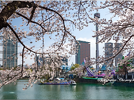 석촌호수 벗꽃축제