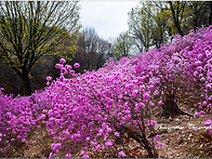 원미산 진달래축제