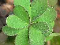 다섯 잎 클로바~..