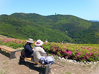 20260510 승학산 철쭉 군..