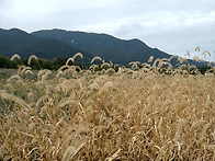 황산공원 20251026