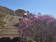 지리산 노고단 진달래꽃 ..