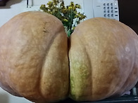 호박