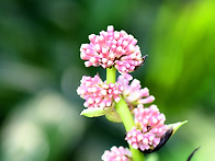 드라세나 프라그란..