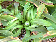 처녀치마 꽃망울