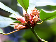 굴거리나무 암꽃