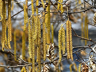 개암나무 암 수꽃