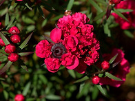 호주매화 '겹꽃'