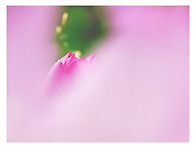 연모