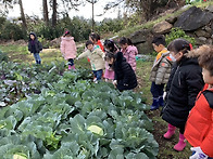 무 ,브로콜리 수확하기