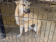 진돗개 강단이