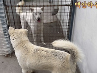 진돗개-송학이와 백호