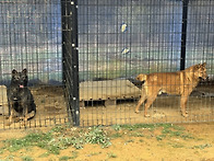 진돗개 위딘과 탱자