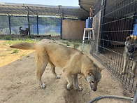 진돗개 강단이