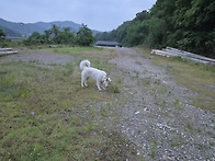 풍산개 백두.복순~