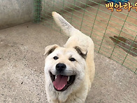 송학이