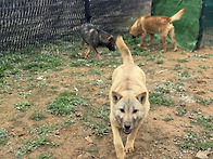 진돗개- 용감한 강단이