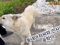 진돗개 송학