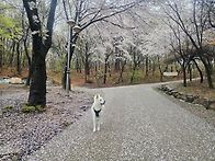 백곰이는 봄맞이중~