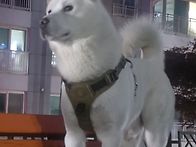 풍산견 백곰 3살이 되었어..