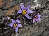 꽃사진 달력 후보작