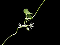세포큰조롱