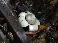 방귀버섯