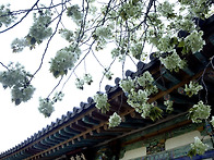 청벚꽃