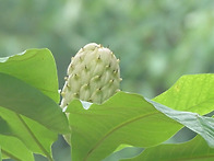 산목련 열매