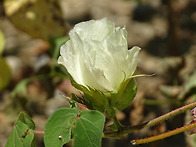 목화꽃 과 다래