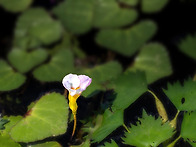 세수염마름