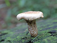 솔잣버섯