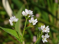 고마리천국